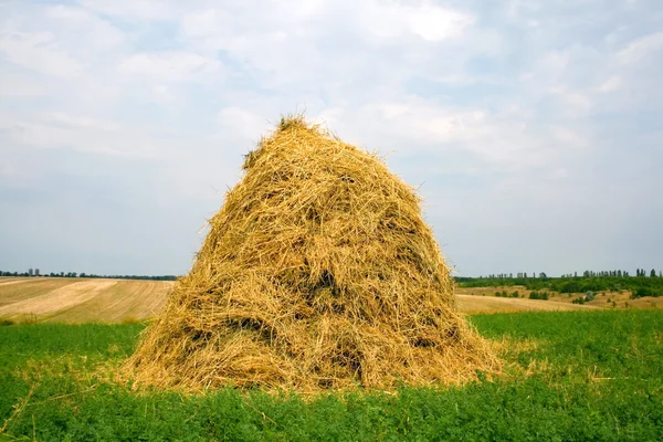 Hay Field — Stock Photo, Image