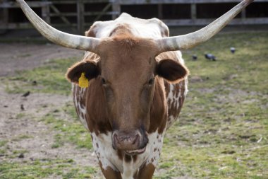 Cow at the farm clipart