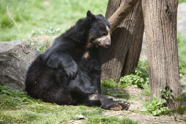 Beer. zwarte beer is die zich voordeed op de rots. — Stockfoto