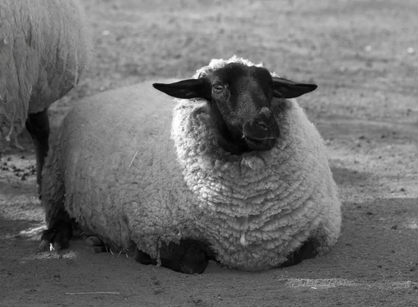 Sheep at farm — Stock Photo, Image