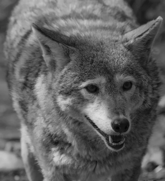 stock image Wolf. Gray wolf walking on the forest