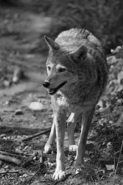 Волк. Серый волк идет по лесу — стоковое фото