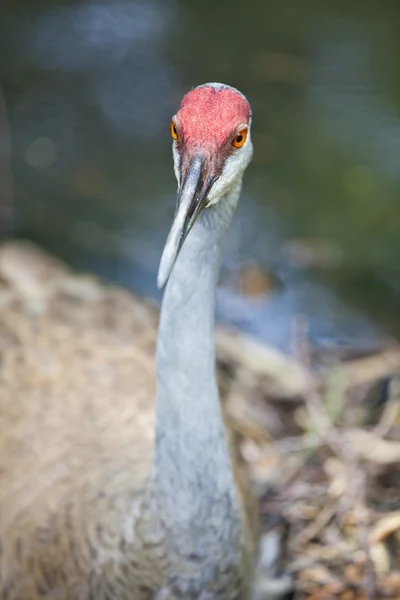 Red head crane — Stock Photo, Image