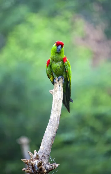 Товста biller папуга — стокове фото