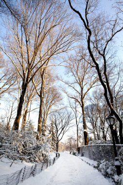 Central park, new york. güzel şehirde güzel park.