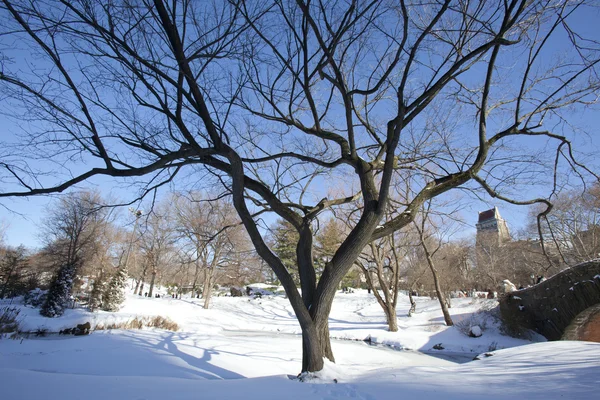 Central park, new york. güzel şehirde güzel park.