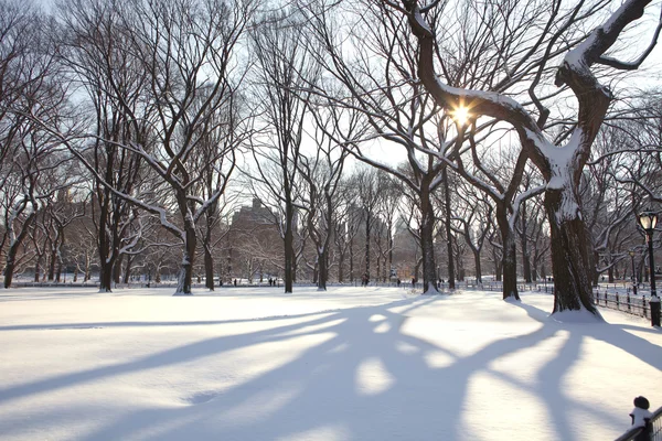 Central Park, New York. Beau parc dans la belle ville . — Photo