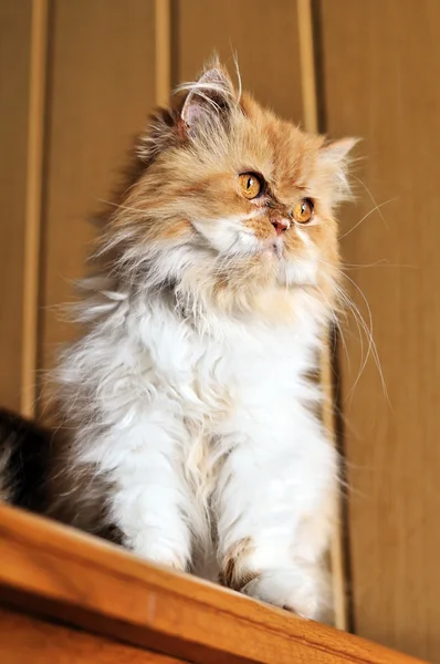 Piros Perzsa macska — Stock Fotó