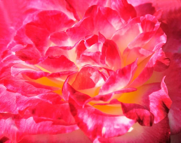Piros virág rózsa — Stock Fotó