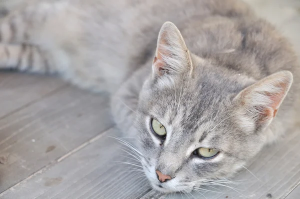 灰色の眠い猫 — ストック写真