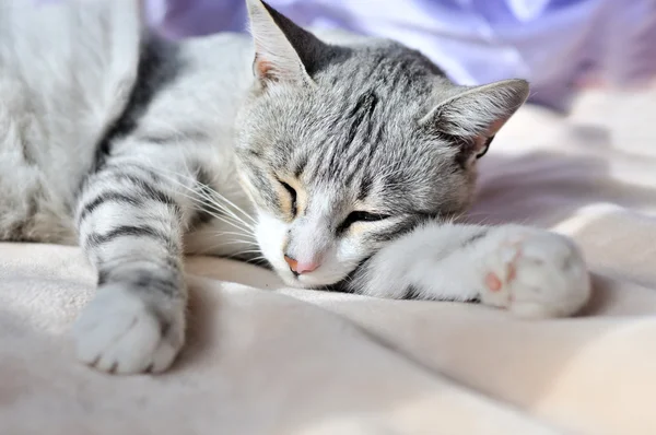 Zoete dromen van de kat — Stockfoto