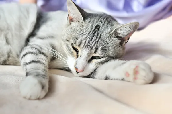 怠惰猫 — ストック写真