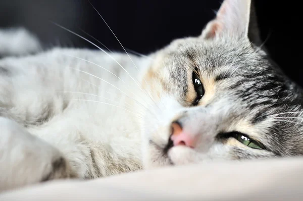 Портрет сонной кошки — стоковое фото