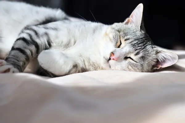 소심 한 고양이 — 스톡 사진
