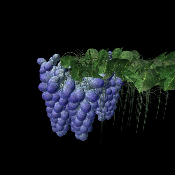 Bando de uvas artificialmente sobre um fundo preto — Fotografia de Stock