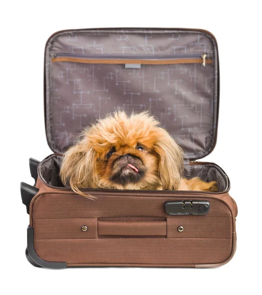 Perro en maleta de viaje — Foto de Stock