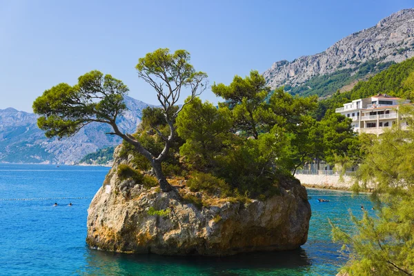 Ön och träd i brela, croatia — Stockfoto