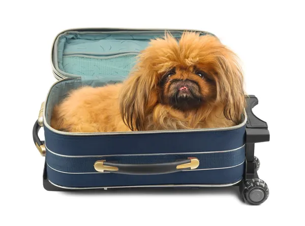Perro en maleta de viaje — Foto de Stock