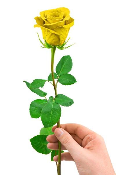 Zlatá růže v ruce — Stock fotografie