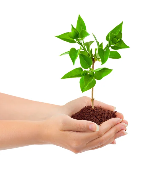 Handen en plant — Stockfoto