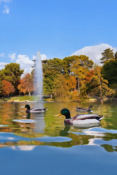 Утки в пруду рядом с Crystal Palace - Мадрид — стоковое фото