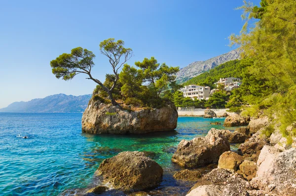 Insel und Bäume in brela, Kroatien — Stockfoto