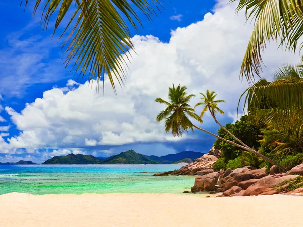 Palmas na praia tropical — Fotografia de Stock