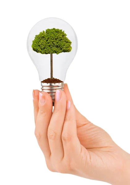 Mão com lâmpada e árvore — Fotografia de Stock