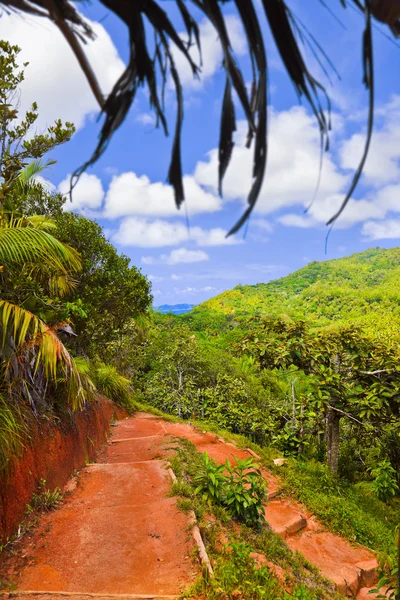 Väg i djungler, Vallée de mai, Seychellerna — Stockfoto