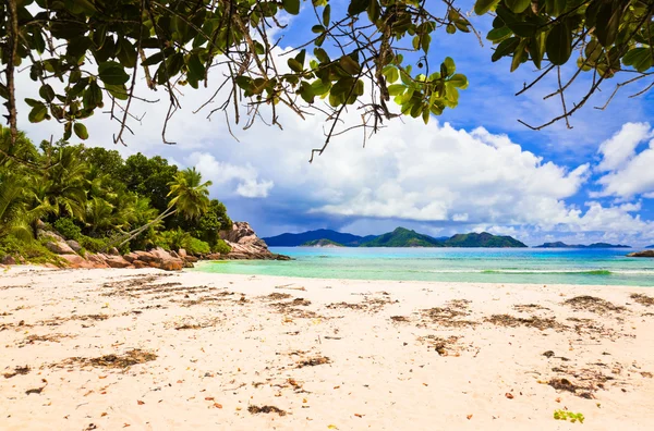 Tropical beach — Stock Photo, Image