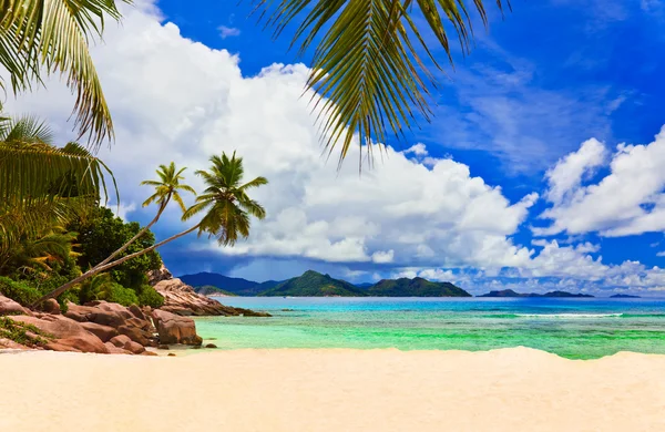 Palms on tropical beach — Stock Photo, Image