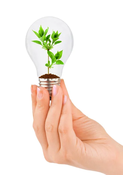 Hand med lampa och växt — Stockfoto