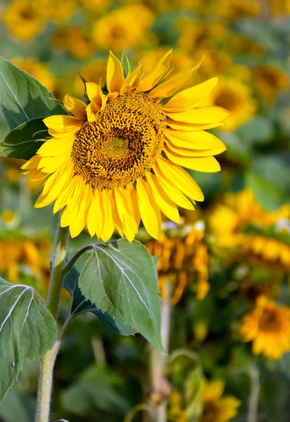 Stock image Sunflower