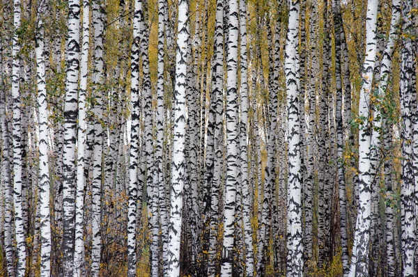 Höstens birchwood — Stockfoto
