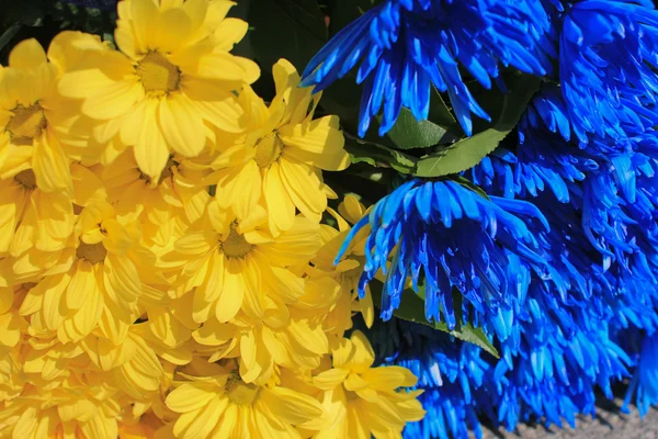 Yellow and blue flower background — Stock Photo © Viktor4ik #8165098