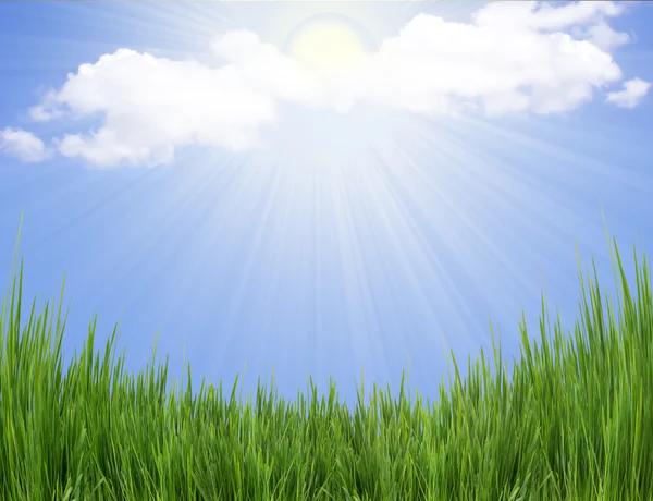Yeşil çimenler ve güneş ışığı — Stok fotoğraf