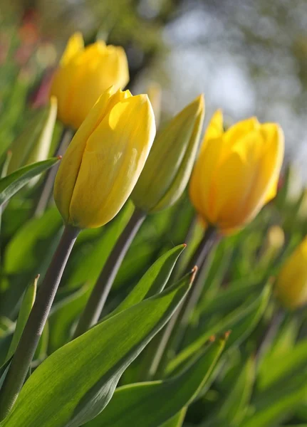 Yellow tulips in the spring — Stock Photo, Image