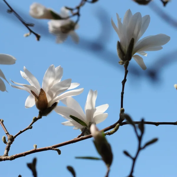 stock image White magnolia blossoms