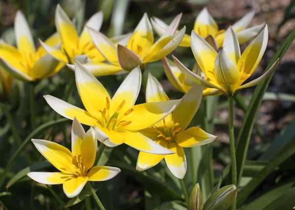 Wild yellow tulips — Stock Photo, Image