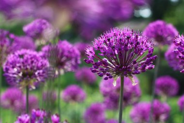 Purple Onion Flowers clipart