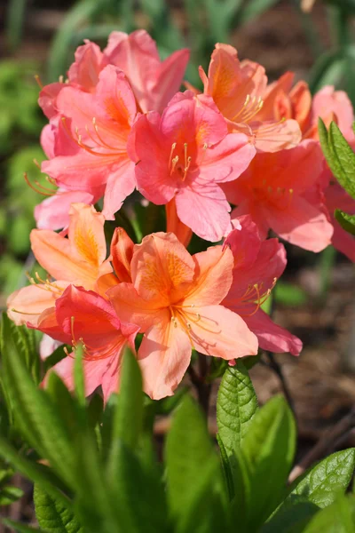 Rosa-orange azalea — Stockfoto