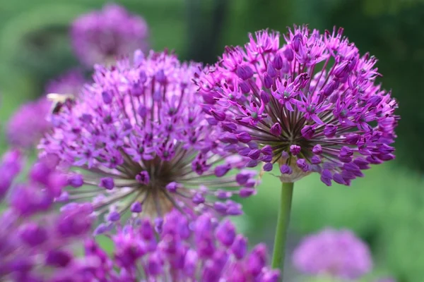Fleurs d'oignon violet — Photo