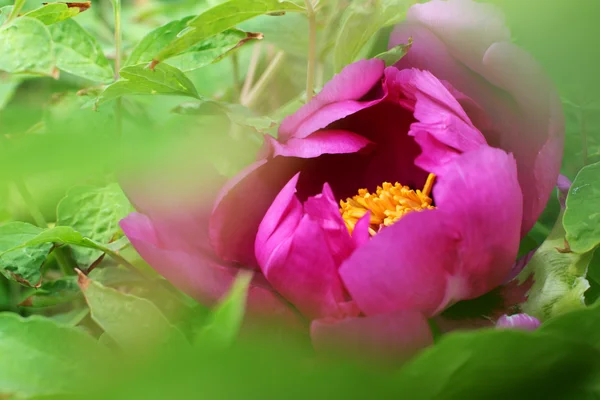 Kwiat piwonii — Zdjęcie stockowe