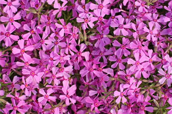 Phlox flowers background — Stock Photo, Image