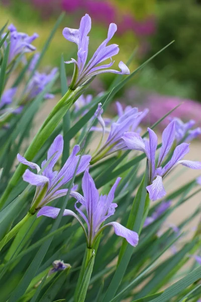 Vilda iris blommor — Stockfoto
