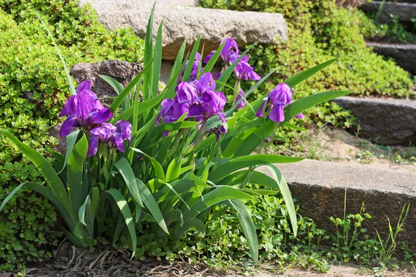 Iris de Bush — Foto de Stock