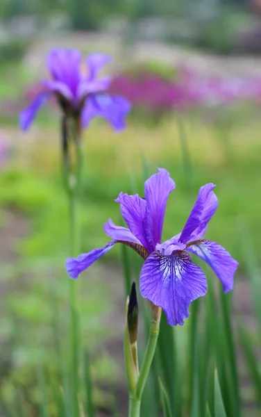 Flores de iris — Foto de Stock