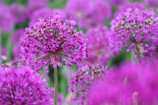 보라색 양파 꽃 — 스톡 사진