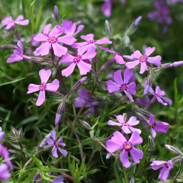 Phlox in the spring — Stock Photo, Image