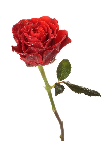 Red rose with drops of water — Stock Photo, Image